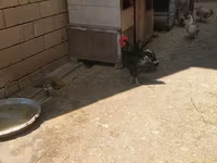 Australorp — photo 1