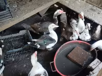 Ducks — photo 2