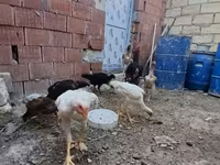 Chickens — photo 5