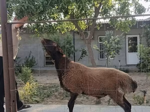 Qoç, Blackheaded Persian sheep — Azərbaycan