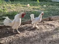 Chickens — 照片 5