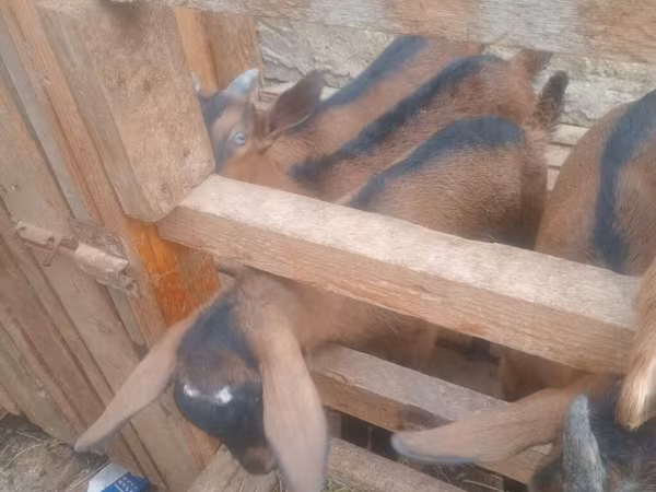 Keçi, Alpine goat — Azərbaycan