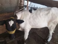 Krowa, Russian Black pied cattle — zdjęcie 2