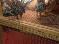 Yapon Bantam — foto 2