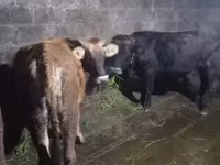 Bulle, Aberdeen-Angus — Foto 5