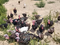 برونز — الصورة 2