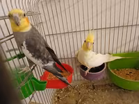 Məhsul: Nimfa (Cockatiel) cütlükləri və yuvalama dəsti Korella — 照片 1