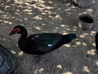 Ducks — foto 6
