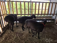 Baran, Hissar sheep — zdjęcie 7