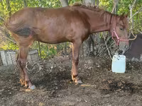 Kůň, Kazakh horse — foto 2