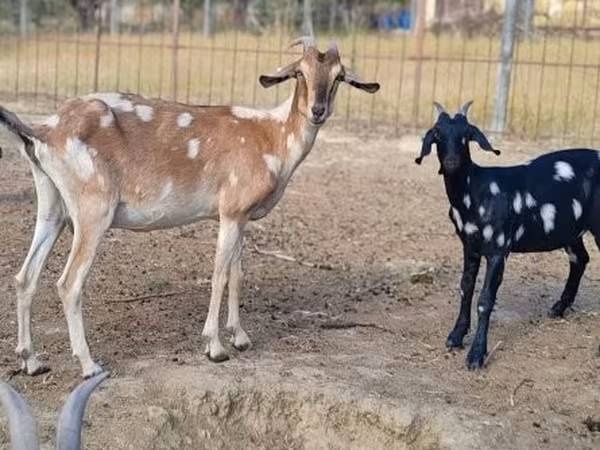 عنزة, Nubian Goat