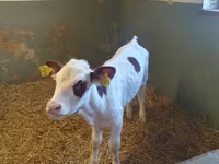 Krava, Simmental cattle — foto 1