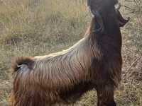 Goat, Goats — photo 1
