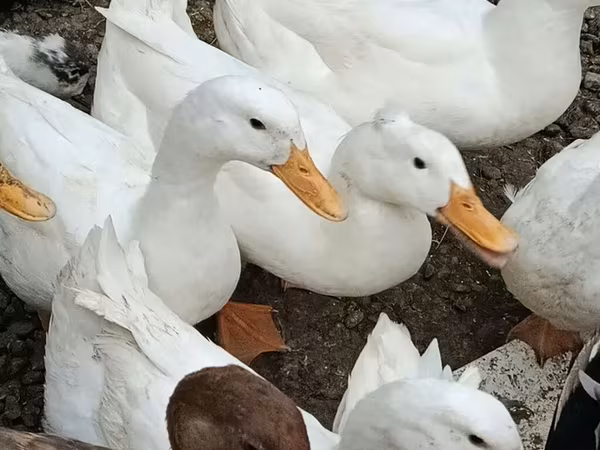 German Pekin — Azerbaijan