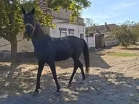 Cavalo, Hungarian horse breed — foto 1