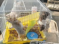 Hamster və qəfəs dəsti - Növ: kiçik ev heyvanı – hamster - Dəst — фото 2