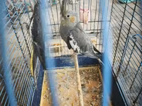 Nymph quşları (Cockatiel) – 2 ədəd, qəfəs və aksesuarlarla birlikdə — photo 1