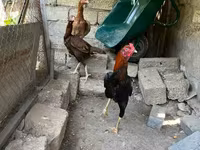 Chickens — photo 8