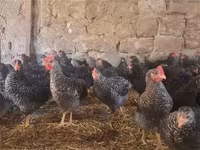 Chickens — photo 1