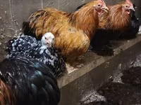 Chickens — foto 1