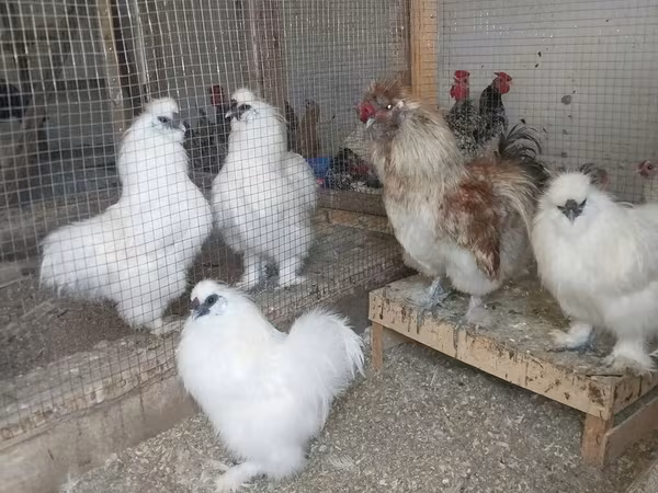 Silkie — Azərbaycan