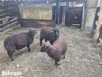 Owca, Southdown sheep — zdjęcie 2