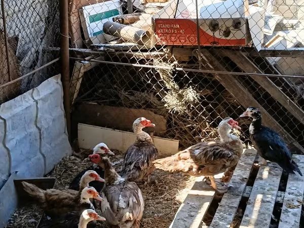 Ducks