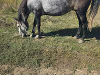 Yegua, Caballos — foto 1