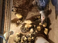 Turkeys — foto 5