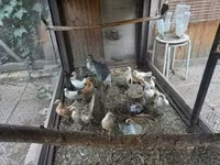 Holenderski bantam — zdjęcie 2