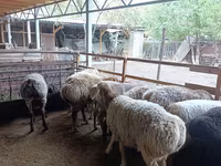 Ovce, Rhon sheep — foto 4