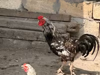 Chickens — photo 3