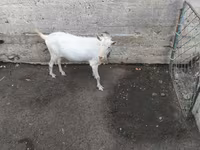 Ziegenbock, Saanen goat — Foto 3