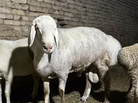 Qoç, Afghan Arabi sheep — foto 5