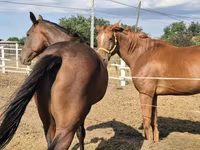 Caballo, Caballos — foto 1