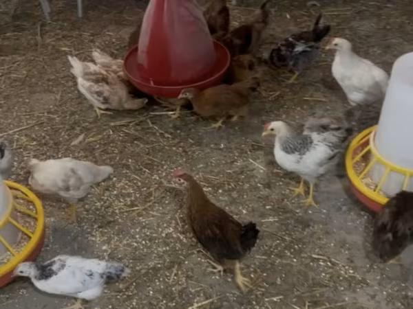 Chickens — Azerbaijan