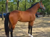 Cavalo, Westphalian — foto 4