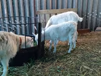 Dişi keçi, Pomellata goat — foto 3