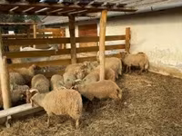 Owce (partia, płeć nieokreślona), Owce — zdjęcie 1