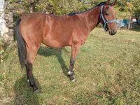 Cavalo, Anglo-Arabian — foto 3