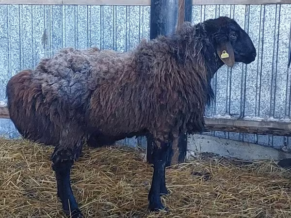 Baran, Hissar sheep