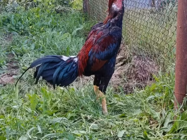 Chickens — Azərbaycan
