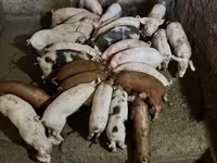 Eber, Schweine — Foto 4