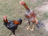 Chickens — photo 6