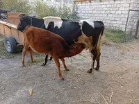 Cow, Simmental cattle — photo 4