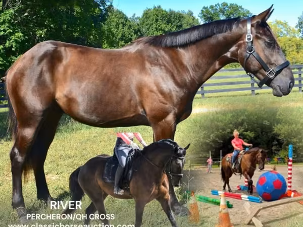 At, Percheron