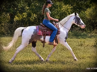 Horse (M), National Show Horse — photo 3
