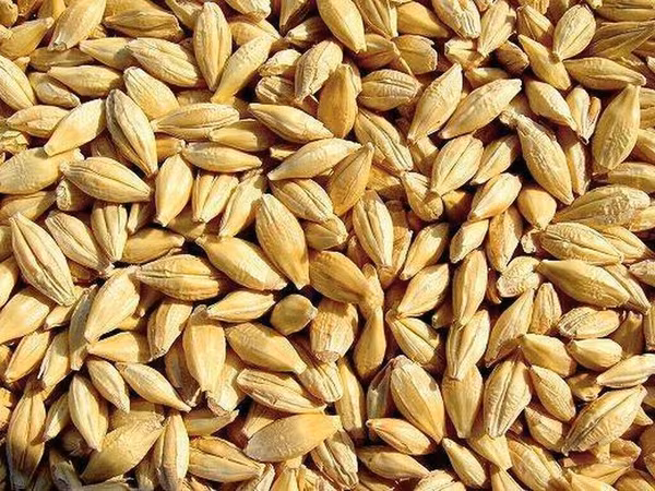 Продам ячмень, на семена, озимый сорт Альта с под комбайна без