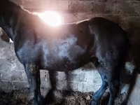 马匹（批次，未指定性别）, Horse breed — 照片 8