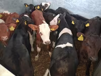 Touro, Simmental cattle — foto 7